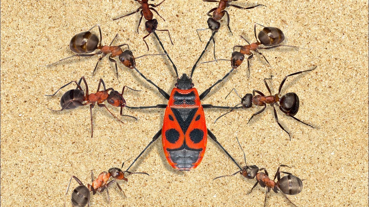 A világ legtökéletesebb harcosai!