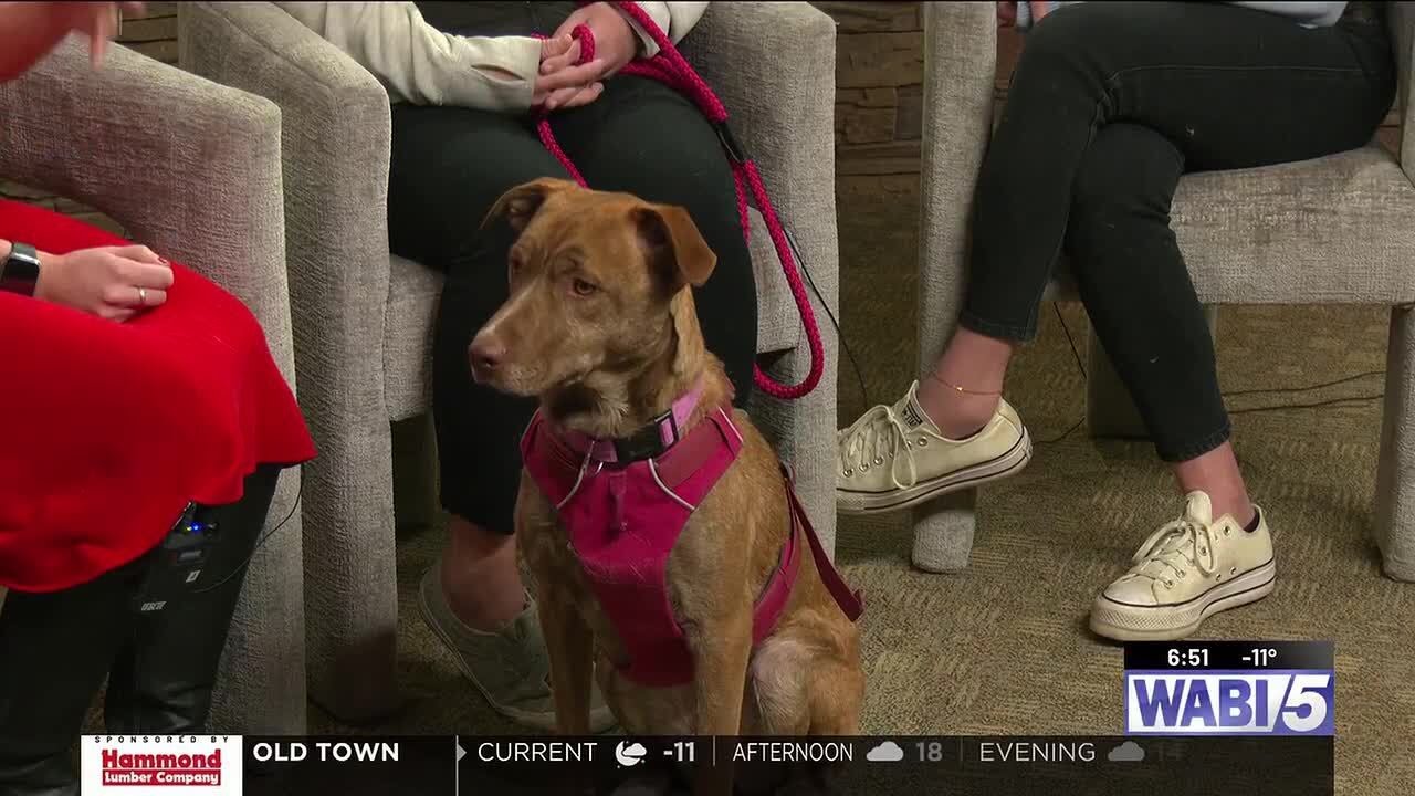 The Maine Dog Rescue: Meet Valerie!