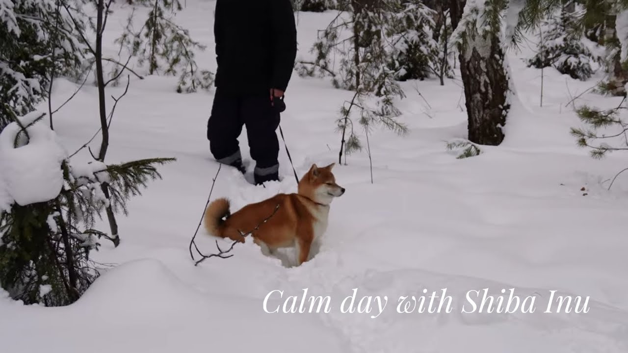 Slow Morning Walk with My Shiba Inu | Living Slowly