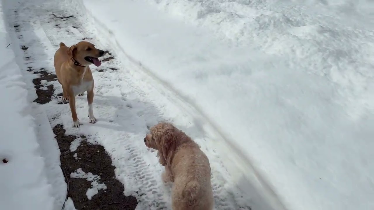 Zoom Zoom 