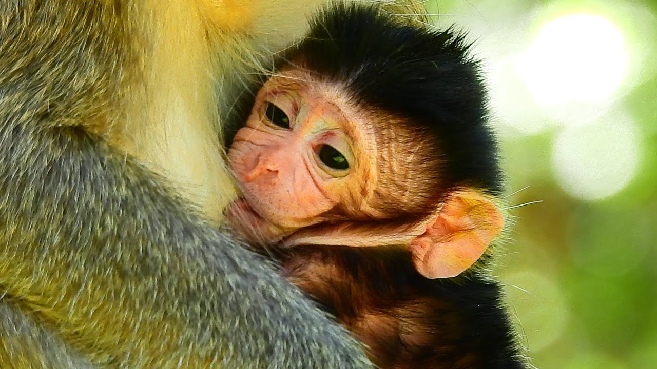 VERY SWEET AND FRESH MILK. LITTLE NEWBORN BROOKE TRY SO QUIET DRINK YUMMY MILK WITH MOMMA.