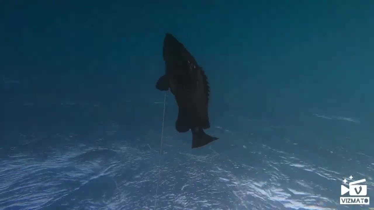Gil Cohen spearfishing