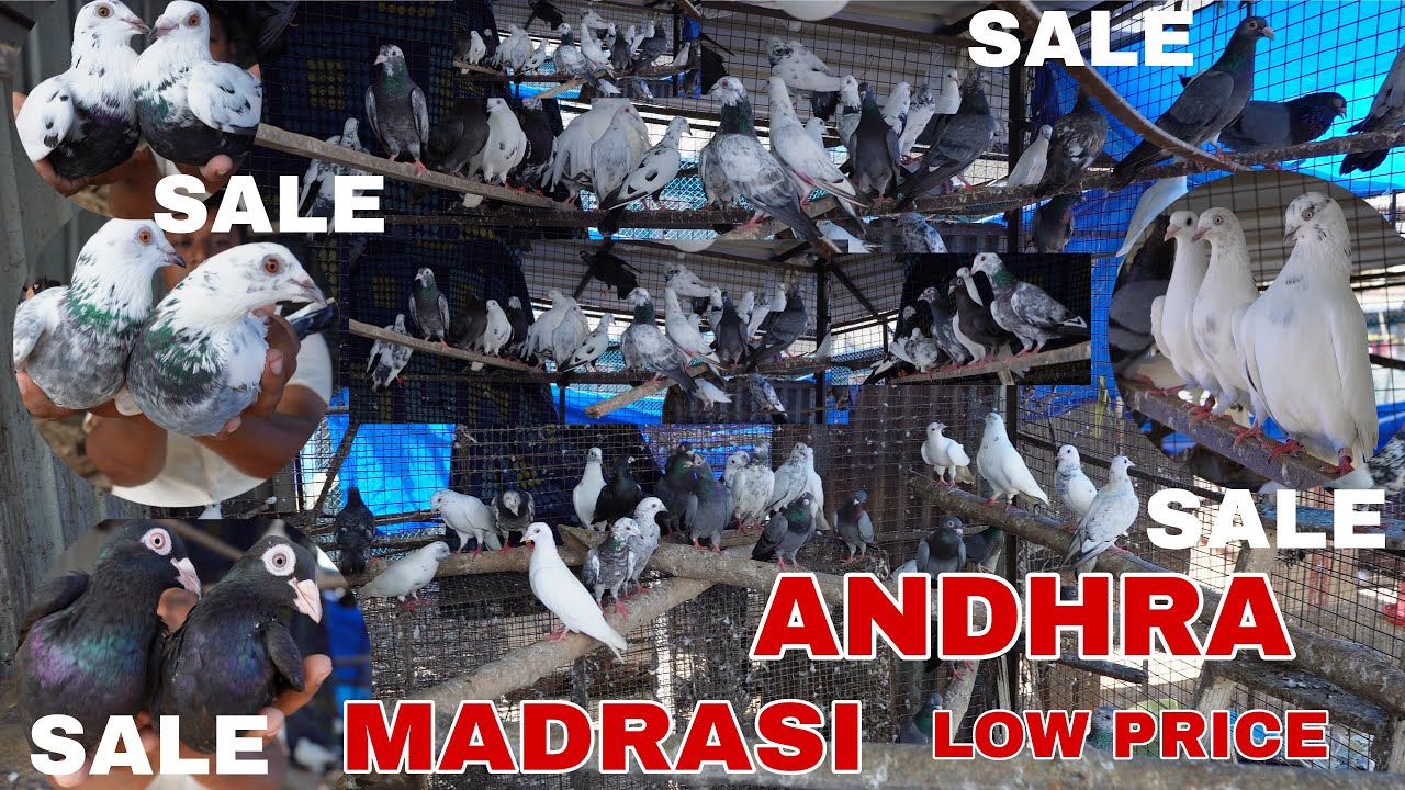 ANDHRA , MADRASI  PIGEON SALE AT LOW PRICE - 7908657046