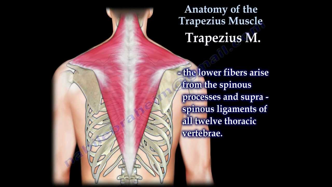 Anatomy Of The Trapezius Muscle - Everything You Need To Know - Dr. Nabil Ebraheim