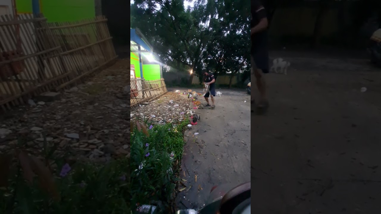 Memberi makan rutin kucing liar jalanan tak bertuan