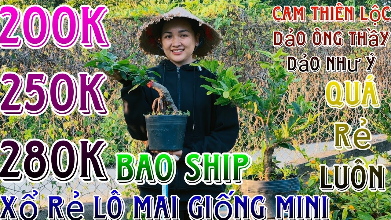 🌈4/03/2026☎️0392974927(Tuyền)🔥 xổ rẻ lô mai giống cam thiên lộc ,dảo ông thầy ,dảo như ý giá siêu rẻ
