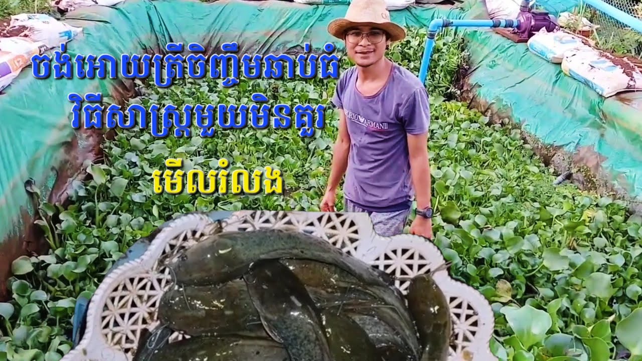 បច្ចេកទេសចិញ្ចឹមត្រី : ចង់អោយត្រីឆាប់ធំ​ បងប្អូនដែលចិញ្ចឹមត្រីមិនគួរមើលរំលងវិធីមួយនេះ