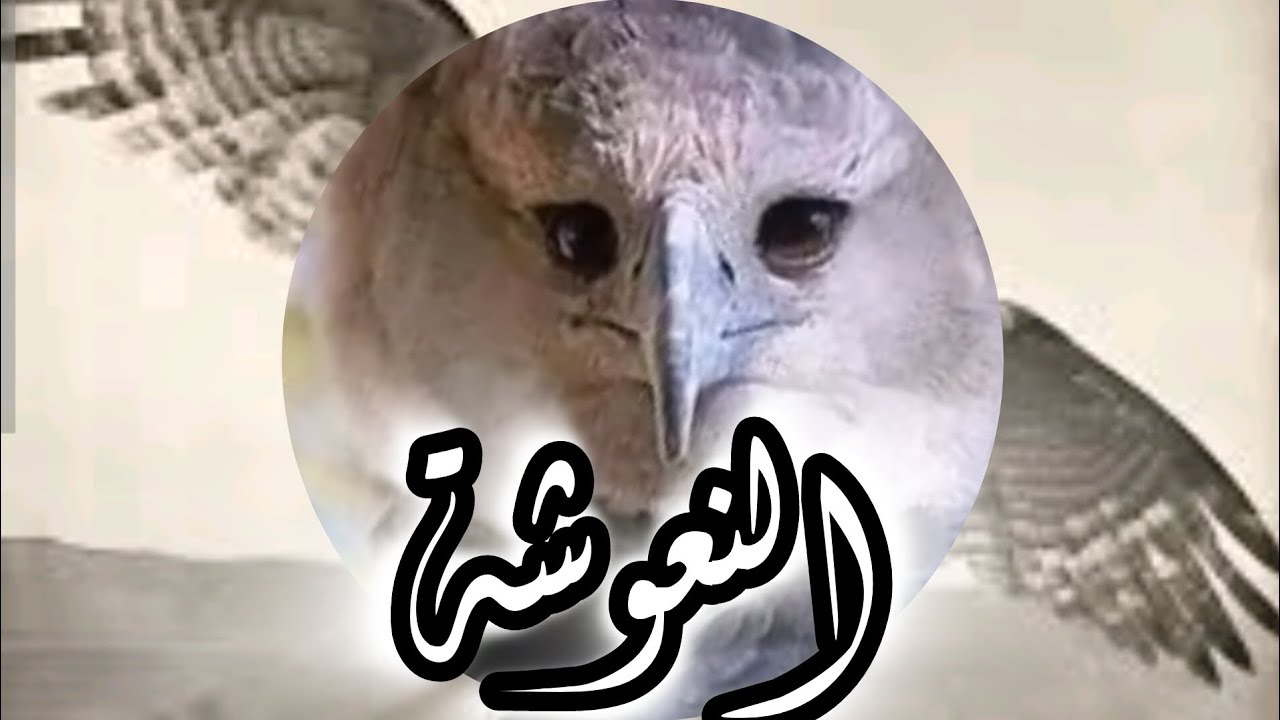 خرافة النعوشة حكايات زمان متاع الجدود أم الصبيان خرافة فيها عبرة #trending #trend