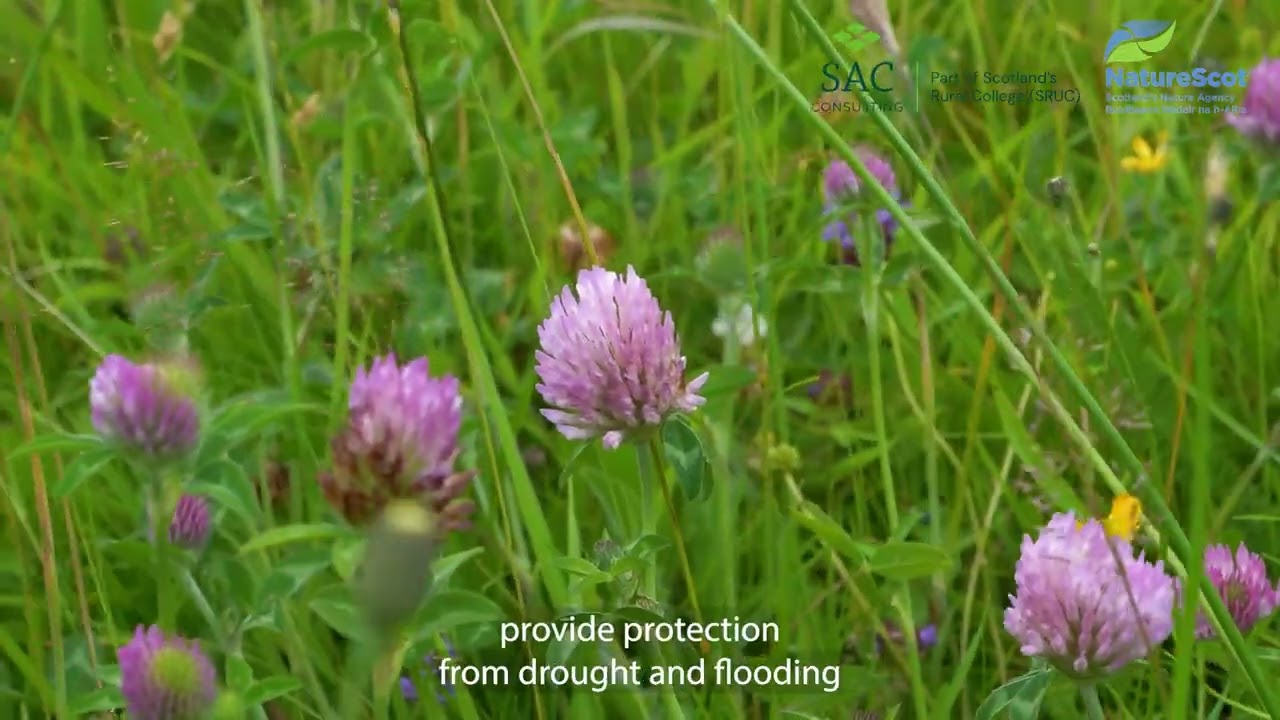 Habitat Condition Assessment Guidance -Grasslands