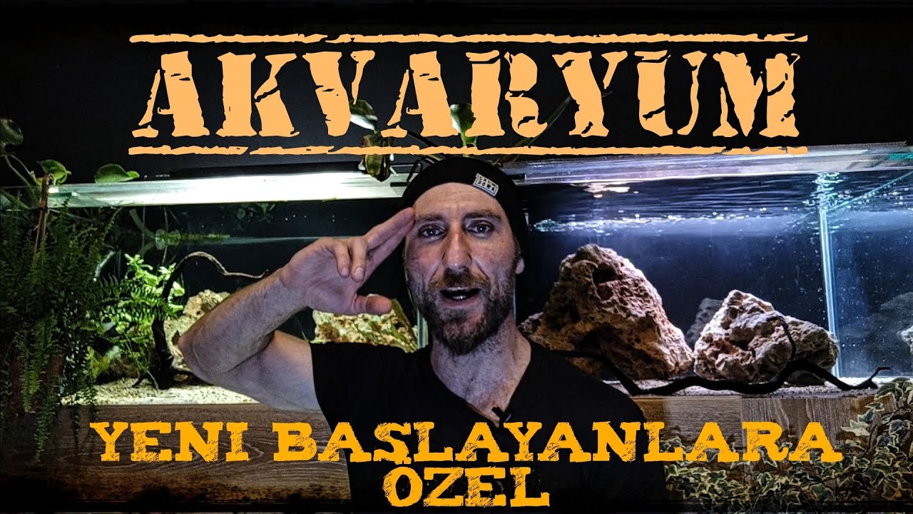 Yeni başlayanlar için Akvaryum  #Akvaryum #balık #akvaryumbalıkları #akvaryumkurulumu