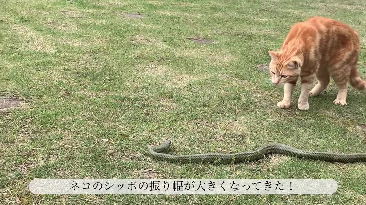 ずぶ濡れ捨て猫　番外編　ネコVSへび　家の庭で2ｍ級の青大将と家ネコのガチ勝負！