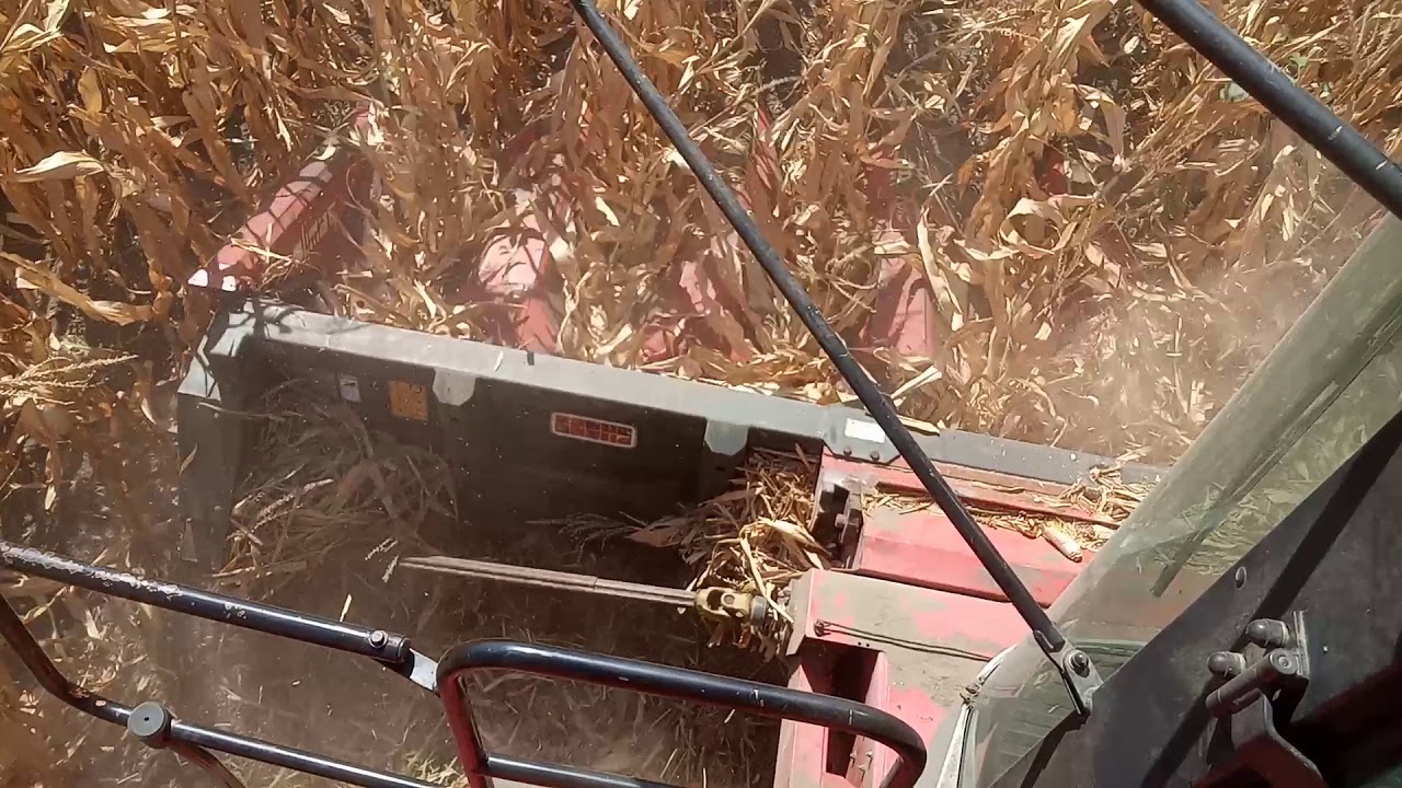 Уборка кукурудзи Massey Ferguson 40