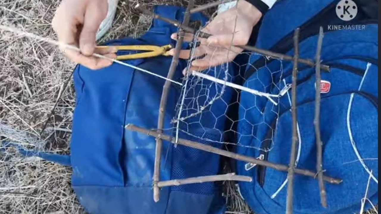 فخ آمن لصيد الطيور دون تعرضها للأذى Safe Trap for Catching Birds Without Harm