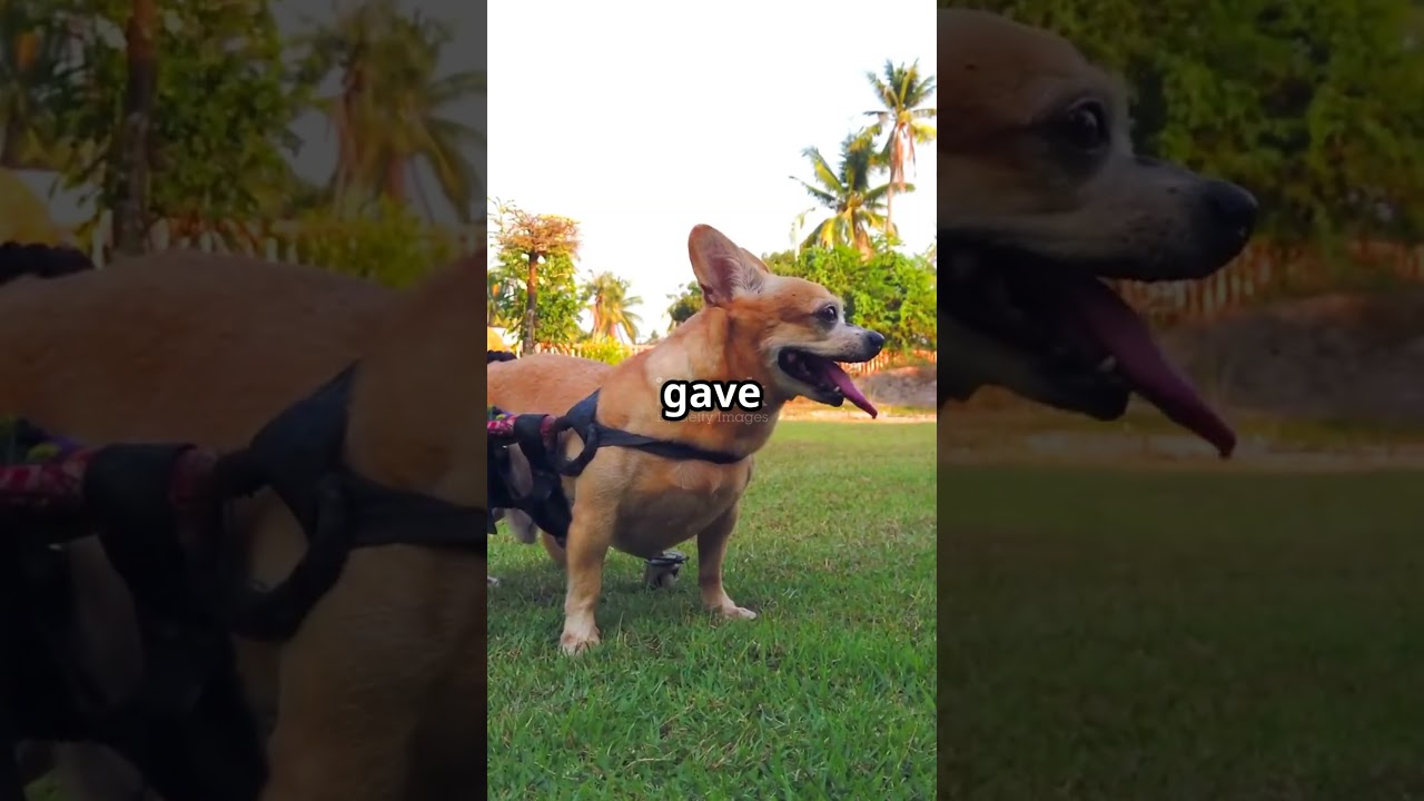 Heartwarming Dog Recovery Story