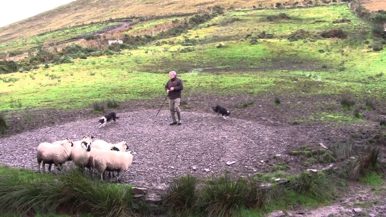 Sheep Dog Demonstration - Ireland