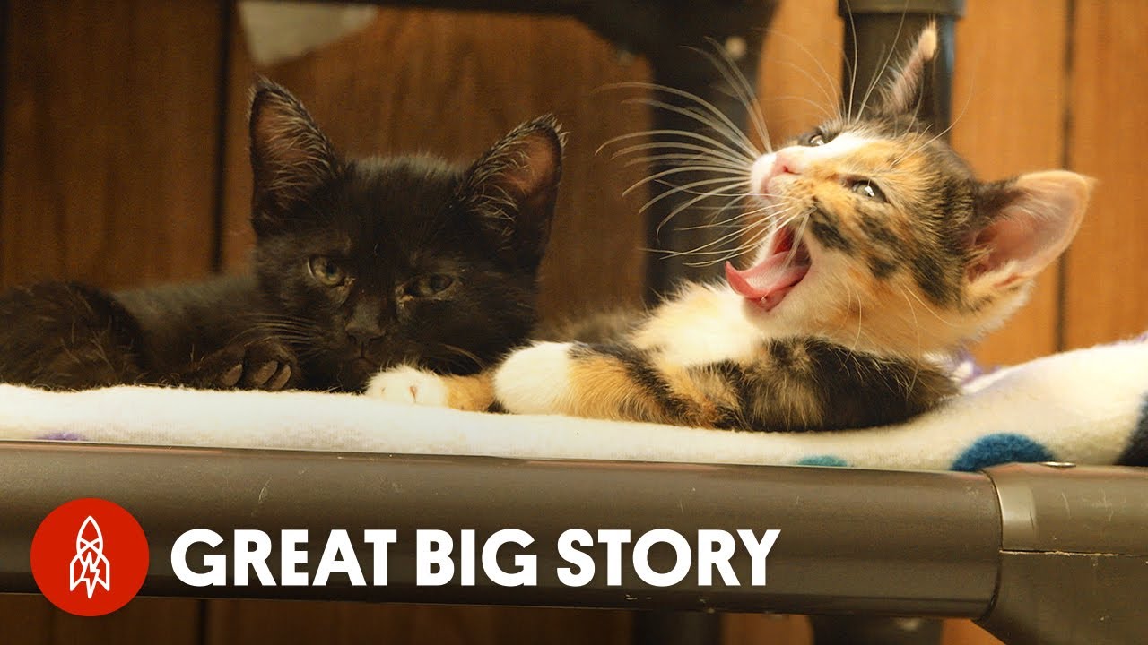 Inside the Home Overrun by 1000 Cats