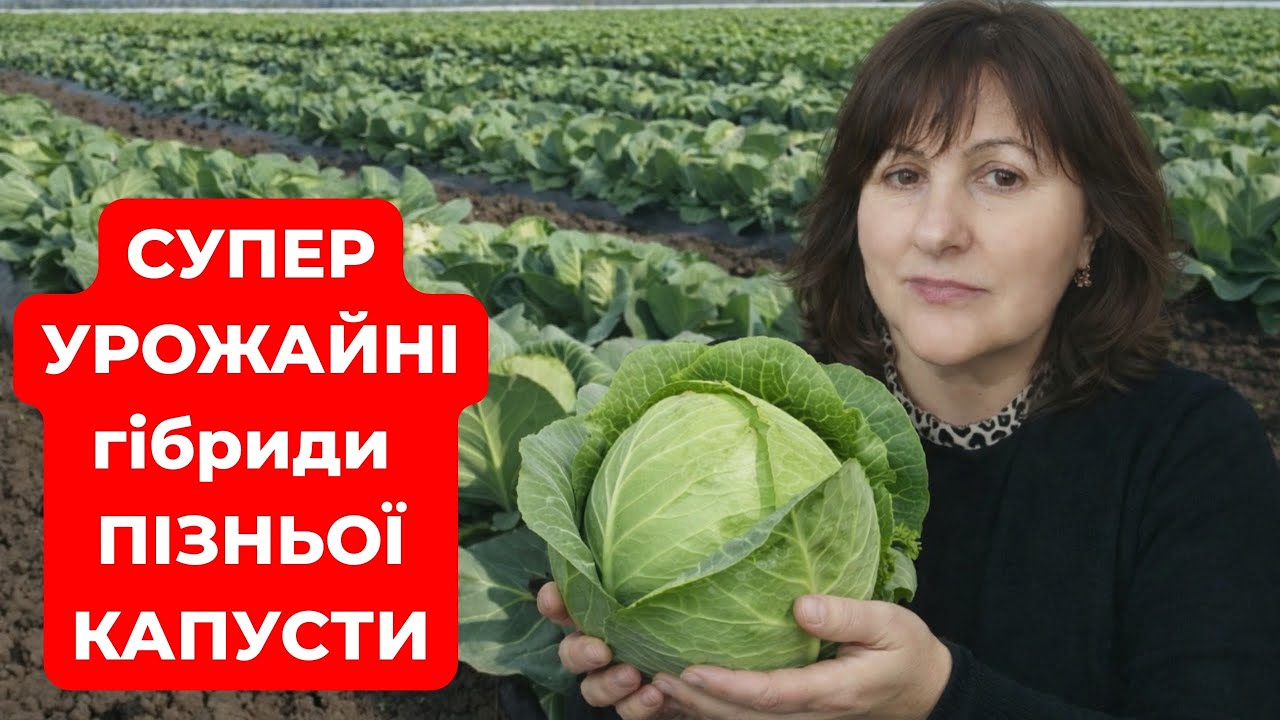 ПОСІЙТЕ НАЙКРАЩІ СОРТИ ПІЗНЬОЇ КАПУСТИ/які ніколи не ПІДВЕДУТЬ🥬