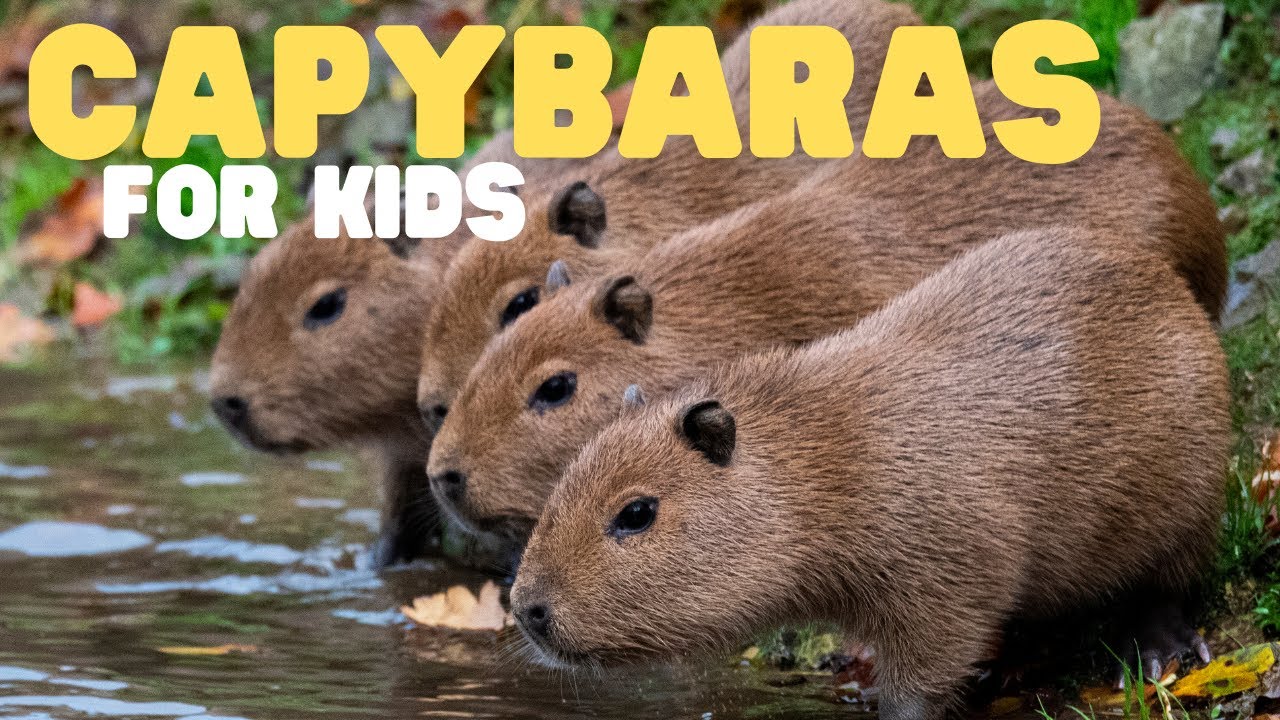 Capybaras for Kids | Learn all about this large rodent