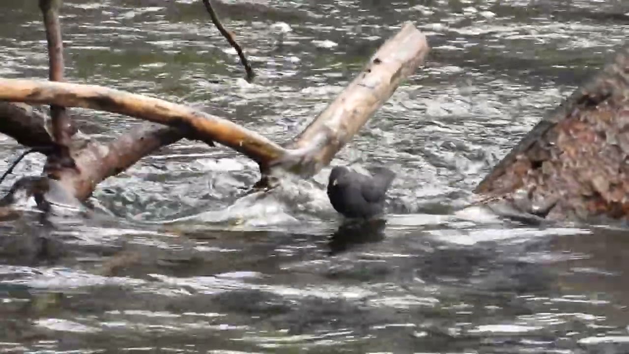 American Dipper Feb 3 2026 01