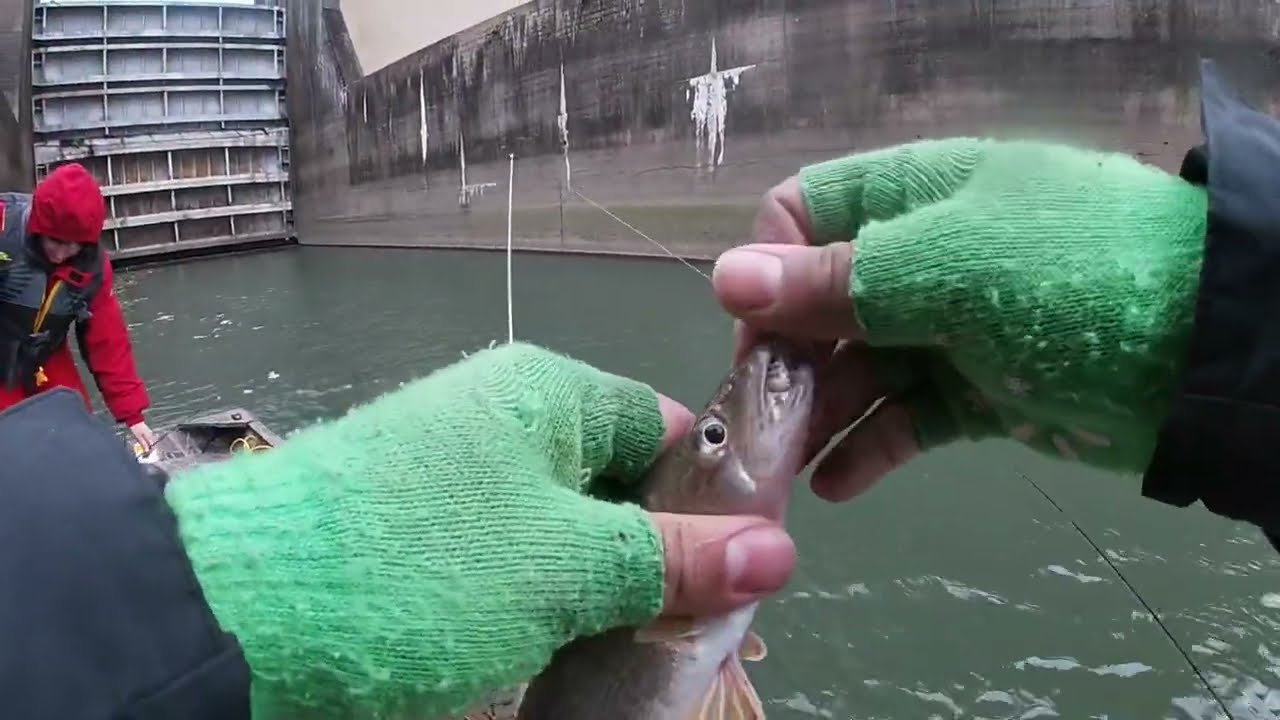 Catching  Sauger At The Guntersville Dam!!