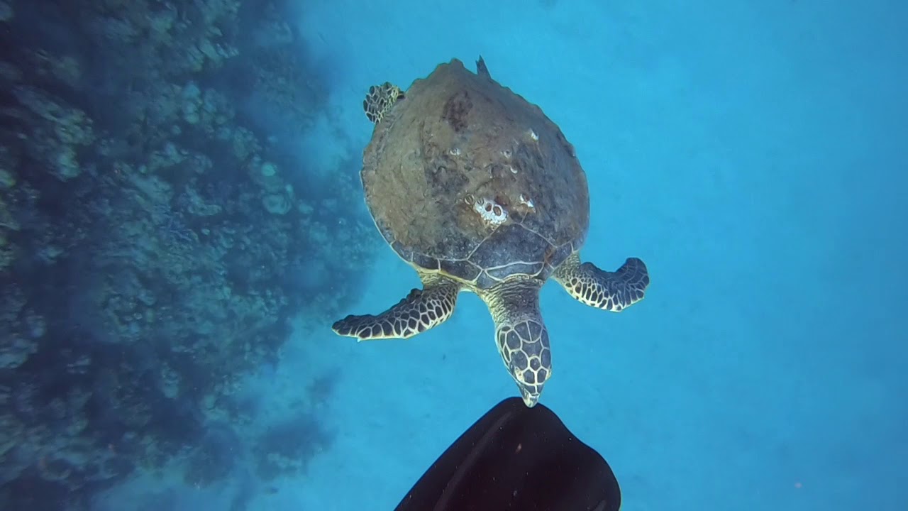 Tauchen in Ägypten!! Orca Dive Club Coral Garden (Gassous Bay)