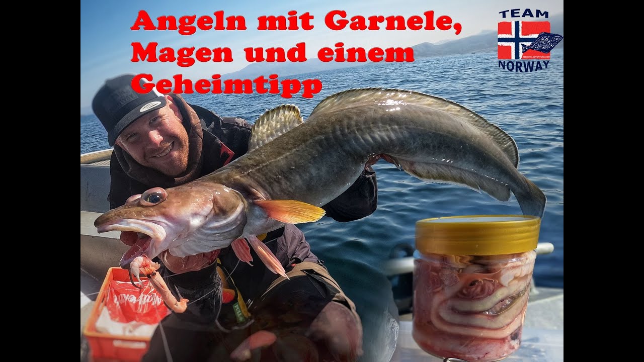 Angeln mit Garnele, Magen und einem Geheimtipp in Norwegen