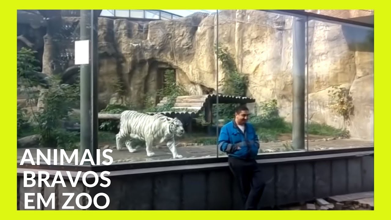 14 SURPREENDENTES Animais IRRITADOS em ZOOL&Oacute;GICOS | #1
