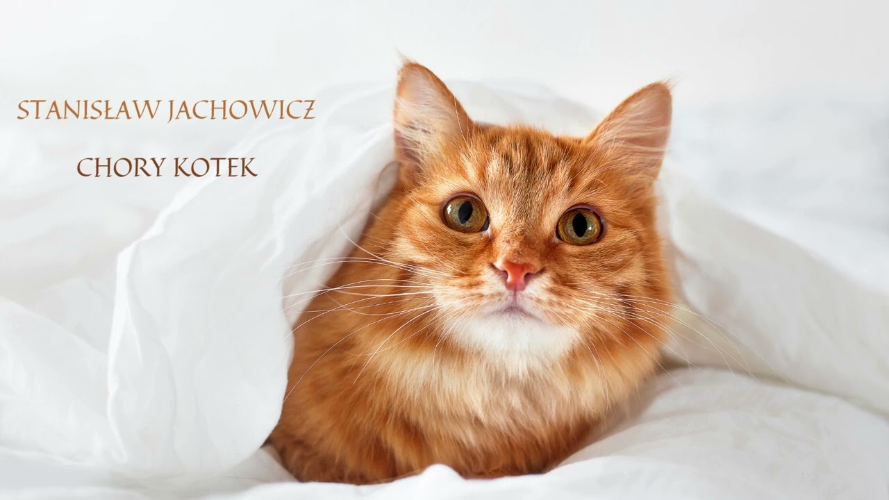 Stanisław Jachowicz - Chory kotek (Adam Jamróz, Ula Bienia, Paulina Sieja)