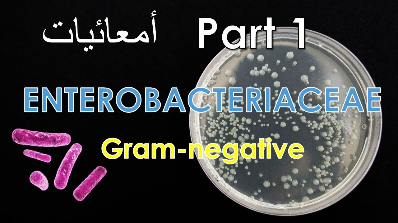 Enterobacteriaceae (البكتيريا السالبة لصبغة جرام) Salmonella, Escherichia coli - Part 1