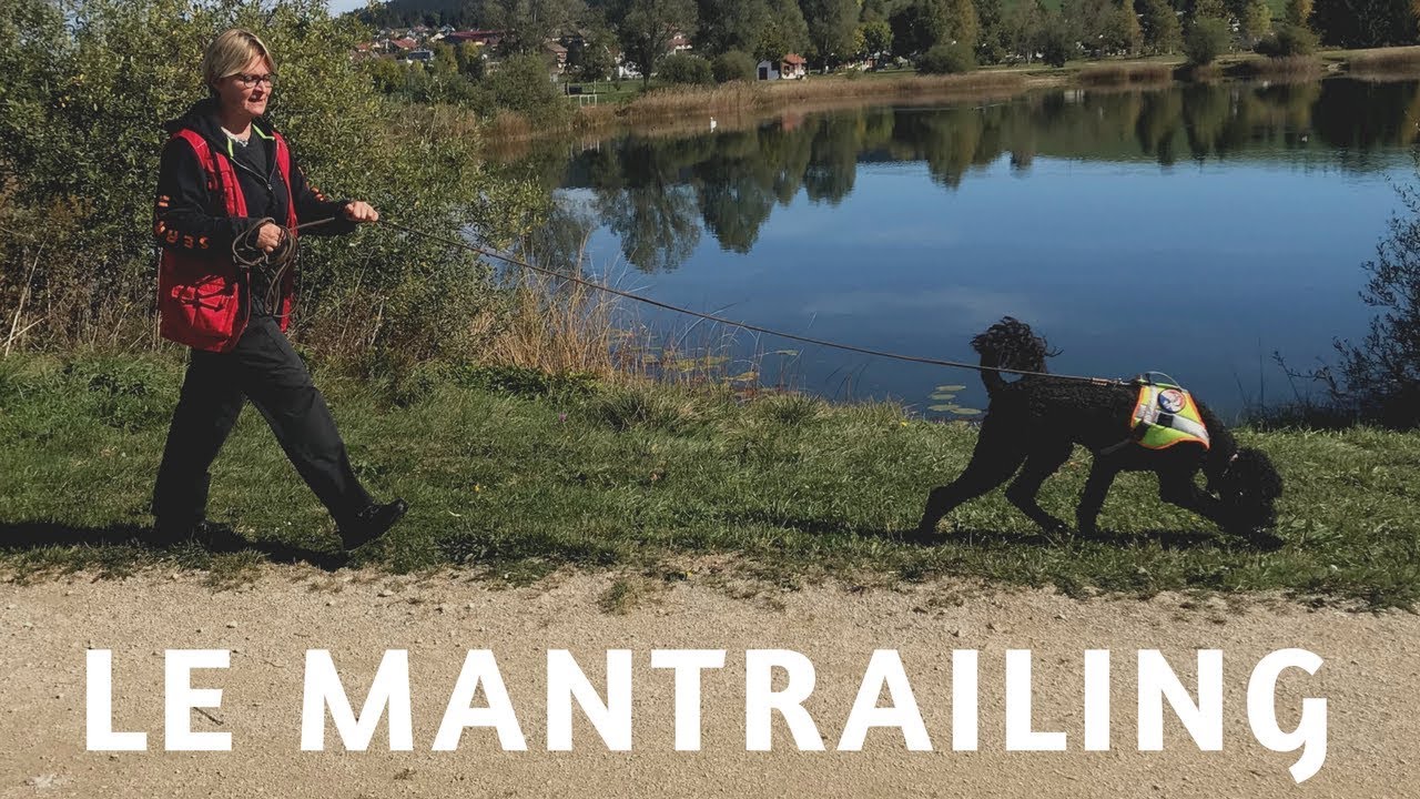 Une activité à faire avec son chien : le Mantrailing !