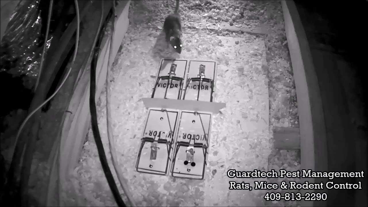 2 17 17 Thermal Rat Escaping Snap Trap