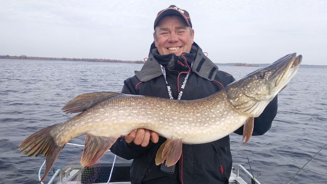Охота за ЩУКОЙ И СУДАКОМ в Разнежье. Зубастые и клыкастые на джиг в октябре.