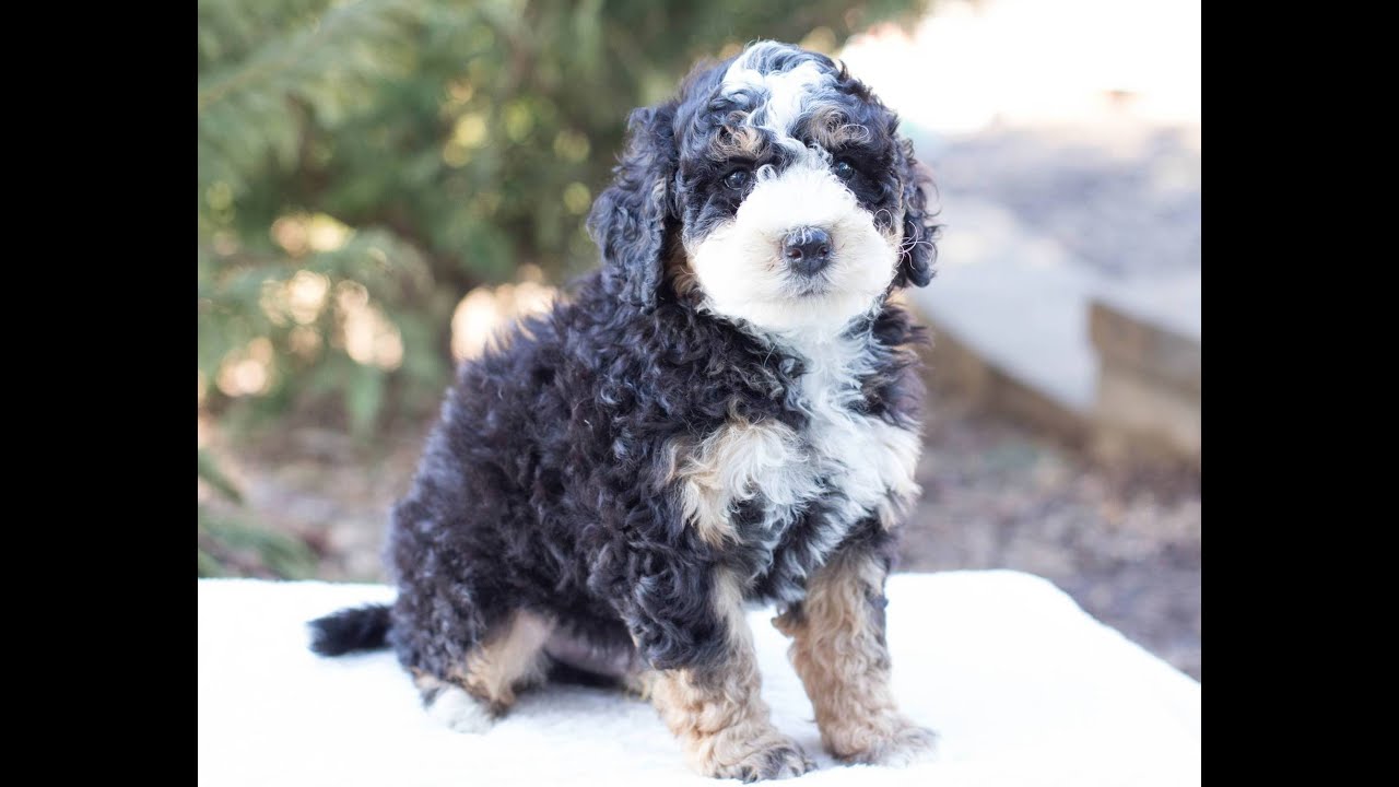 Standard Bernedoodle Puppies for Sale