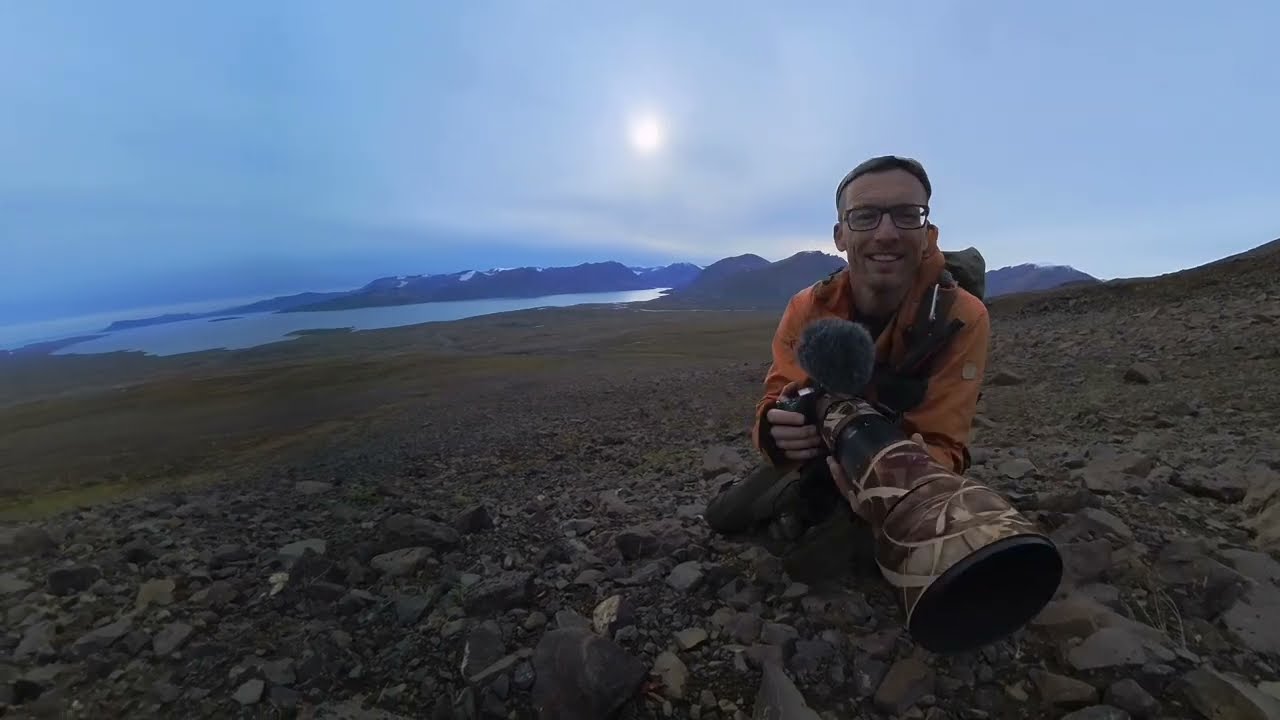Jeg finder en polarhare