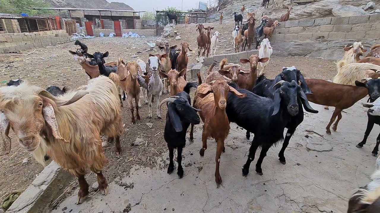 تطوير مراح الأغنام بمحايل عسير للأفضل شاركونا أراءكم إذا تكرمتم