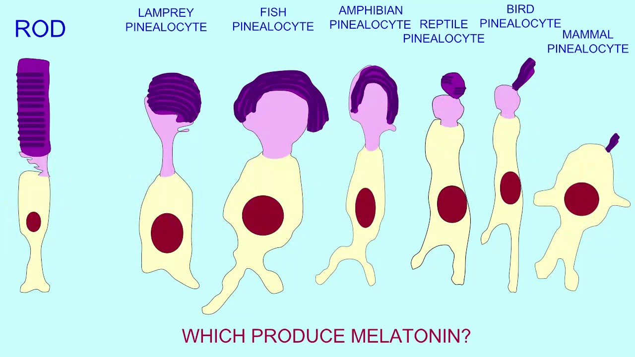 the pineal gland & pinealocytes