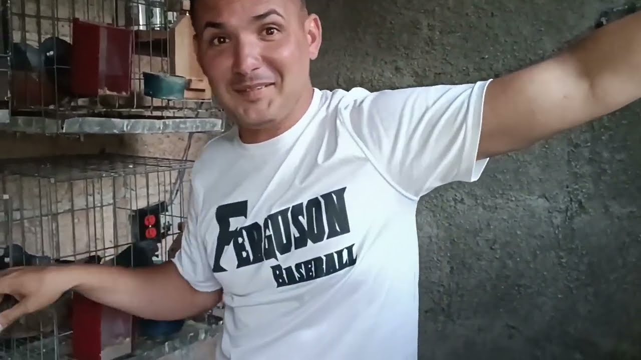 Palomeros Cubanos 🕊️: Firu de los modernos 💥, Mostrando sus reproductores 🎥🐦2da Parte 2025 ##Palomas