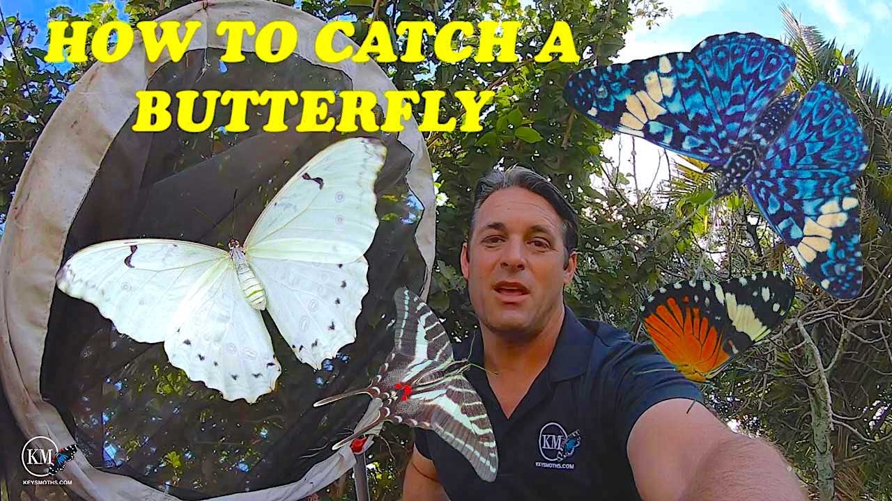 HOW TO CATCH A BUTTERFLY   7 TIPS