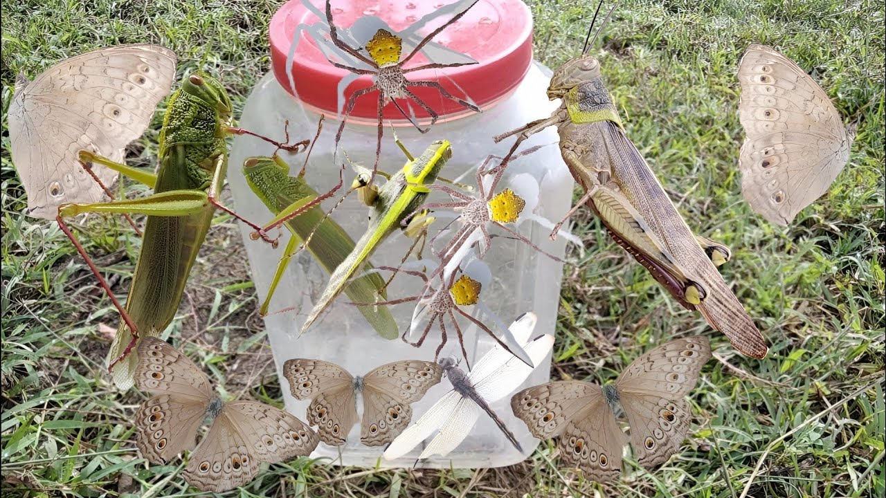 insect hunting, catching insects such as large grasshopper, spiders, butterflies, dragonflies