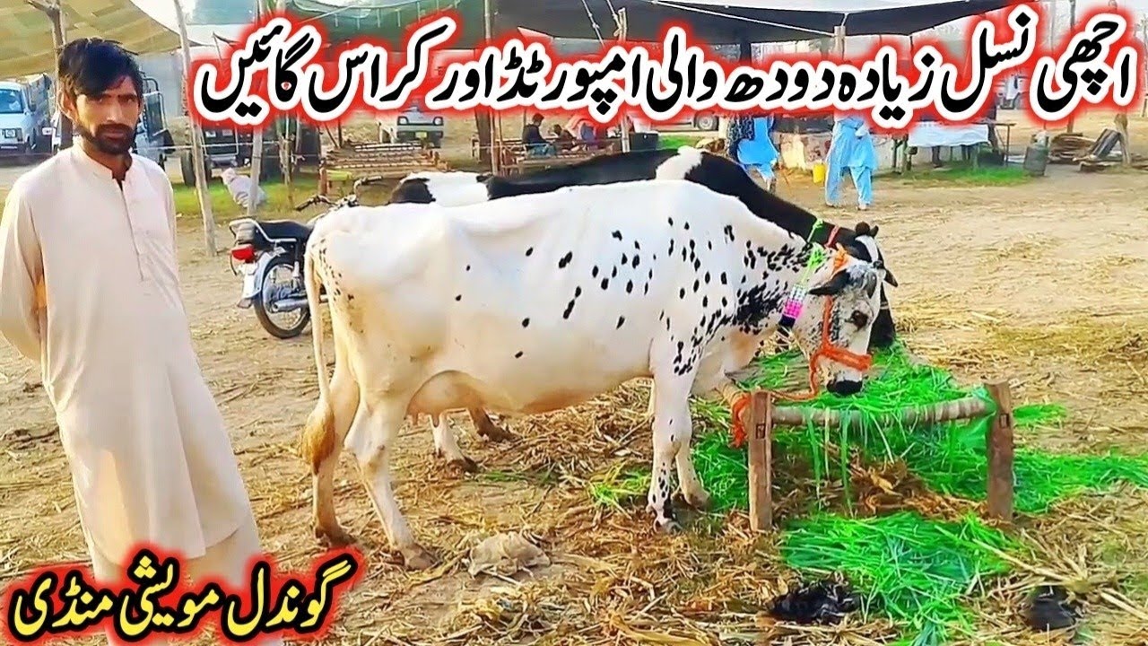 Gondal Mandi latest update 14Feb 2026!hf cow for sale!jersey cow for sale!Sahiwal cow price!#cow