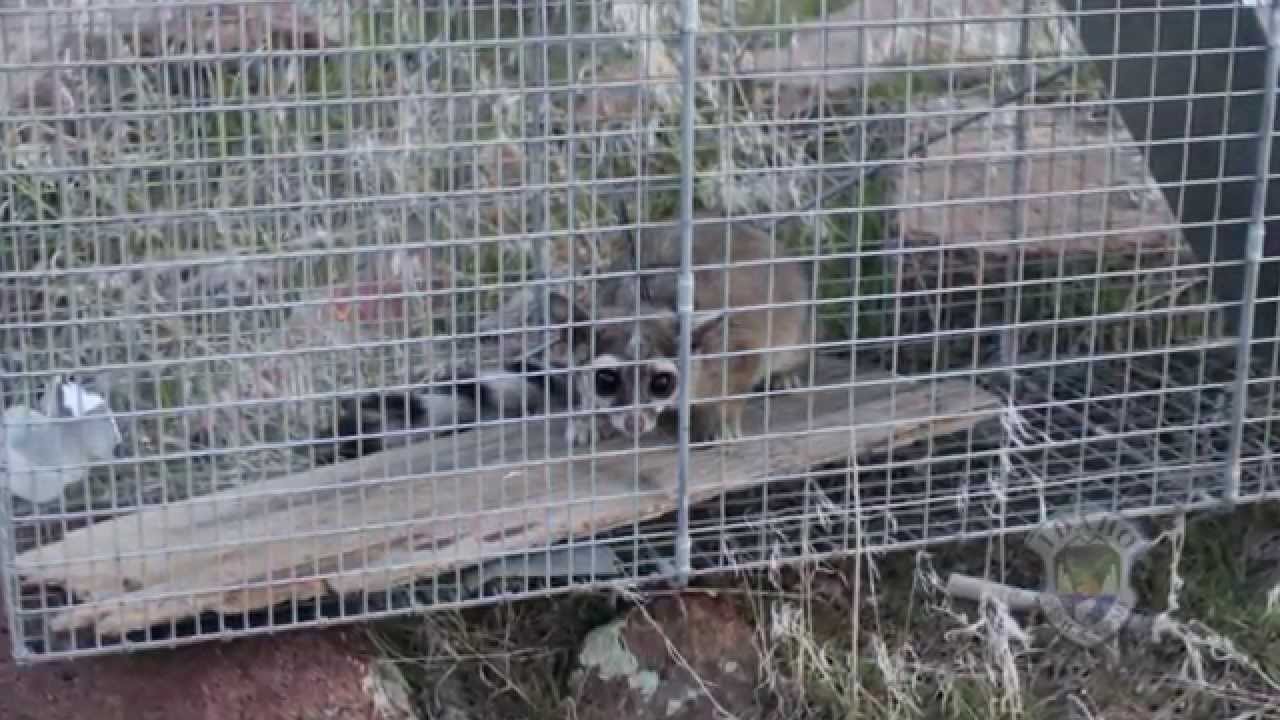 Ringtail Cat in Southern Idaho