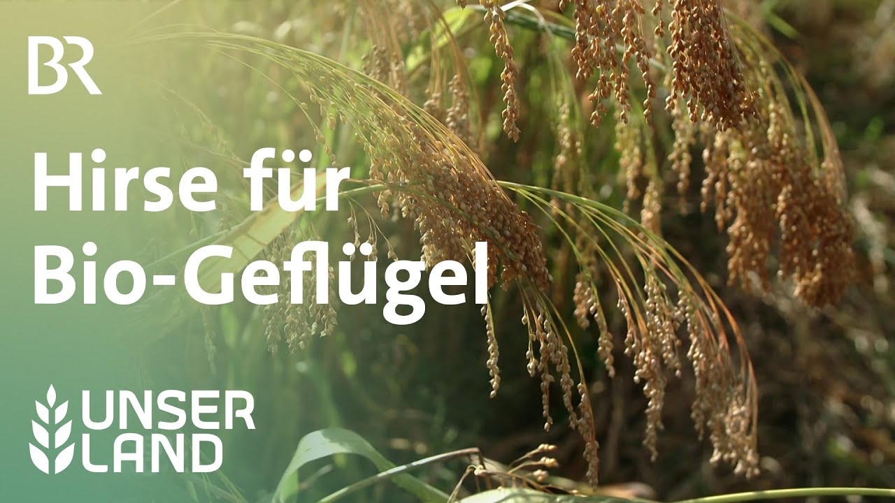 Hirse für Bio-Geflügel | Unser Land | BR Fernsehen