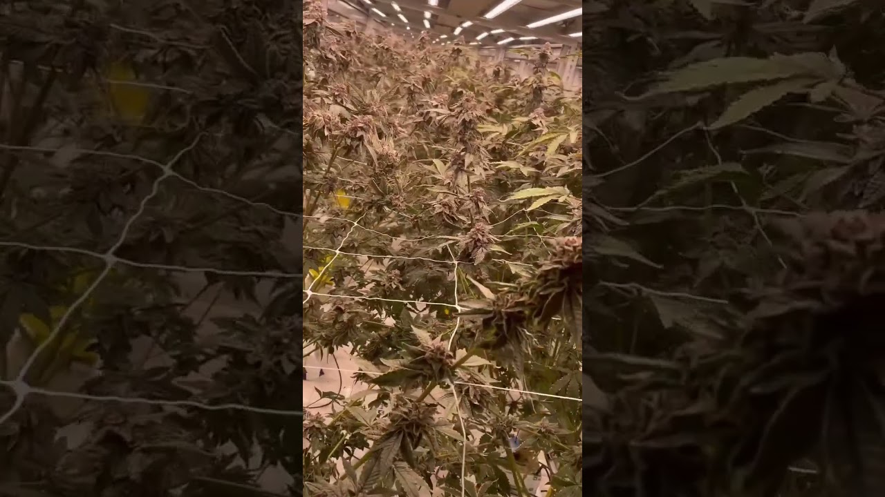 #Legal #Cannabis #Za #Minnesota