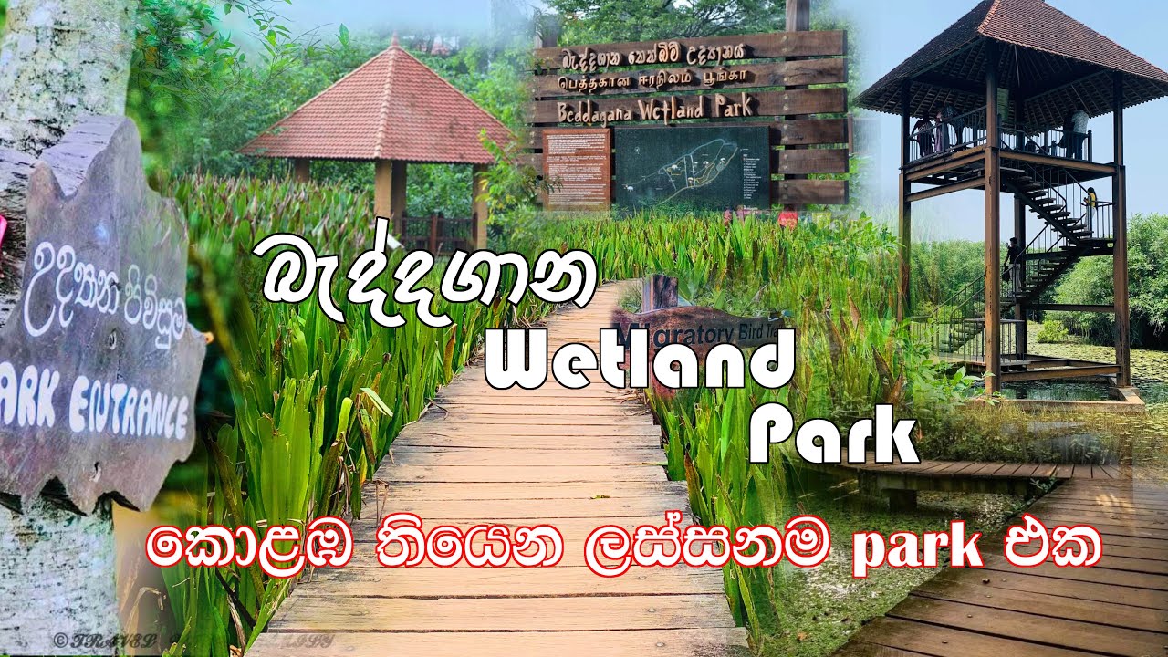 Beddagana Wetland Park | බැද්දගාන | කොළඹ පෙම්වතුන්ගේ පාරාදීසය | Rampart Wetland Park | wetland park