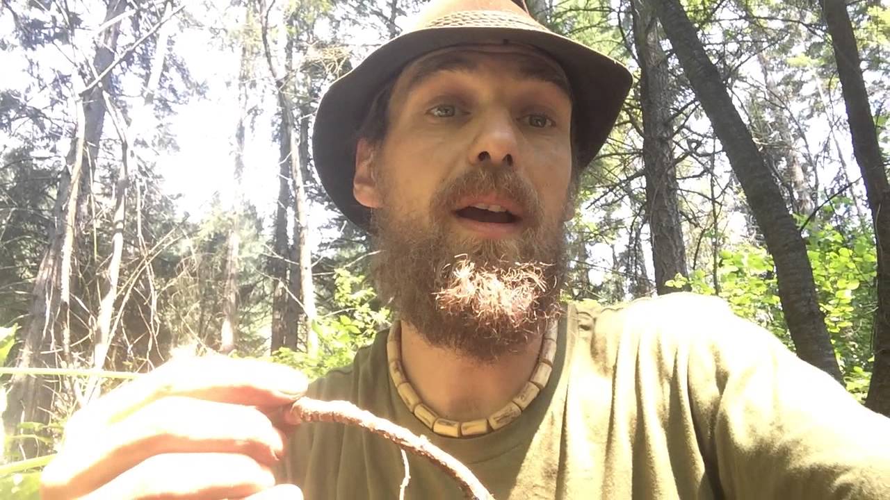 Harvesting wild Sarsaparilla with Yarrow Willard