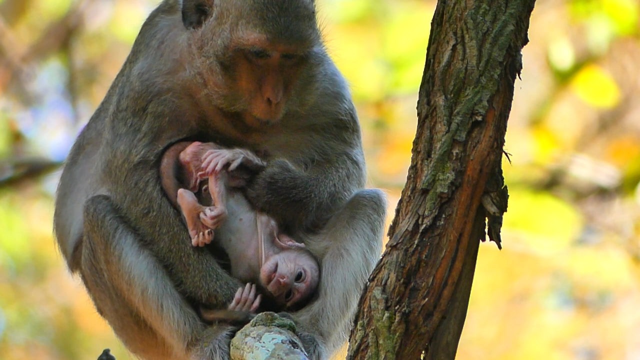 Breaking Heart___ Very sadly Clip. Baby look so weak | AB Wildlife