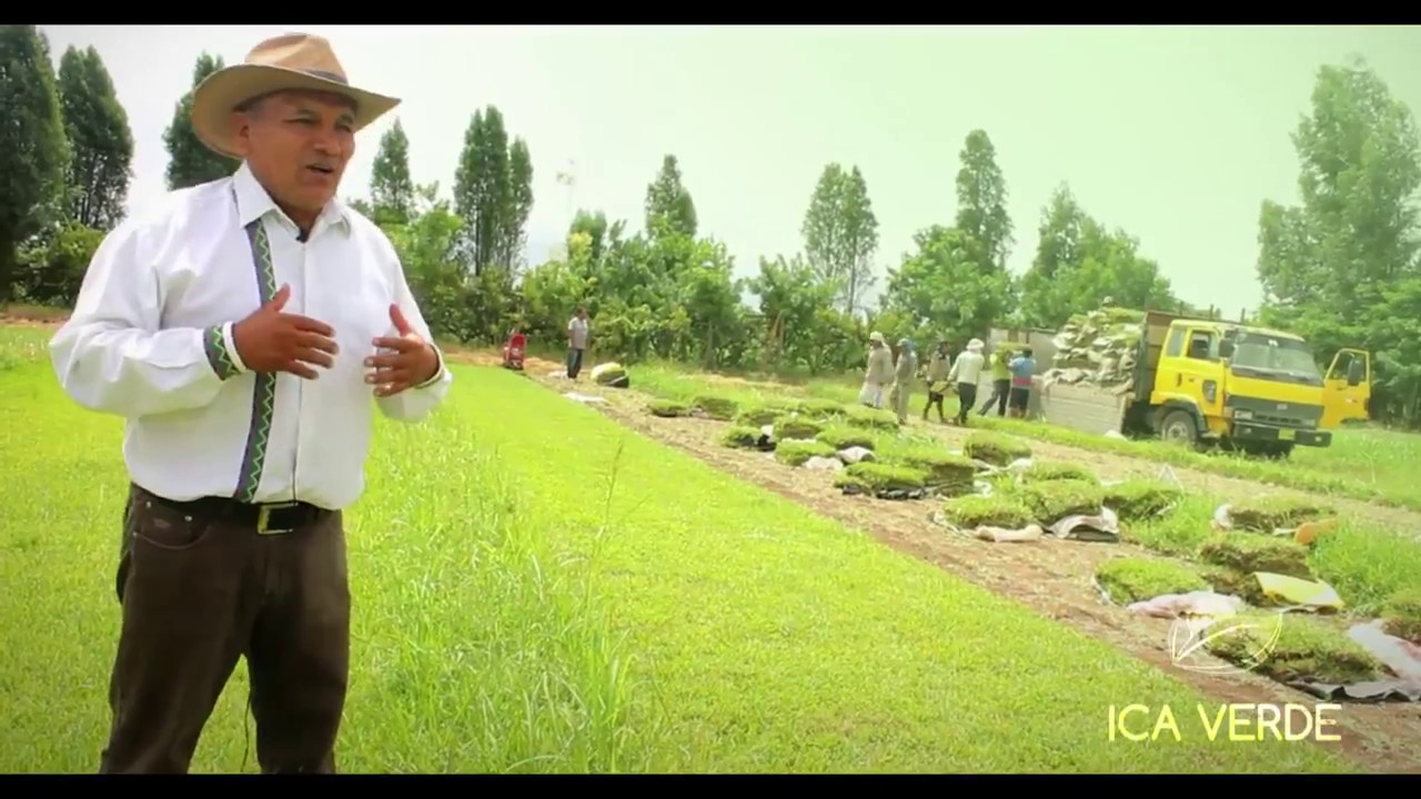 Ica verde, Grass Americano