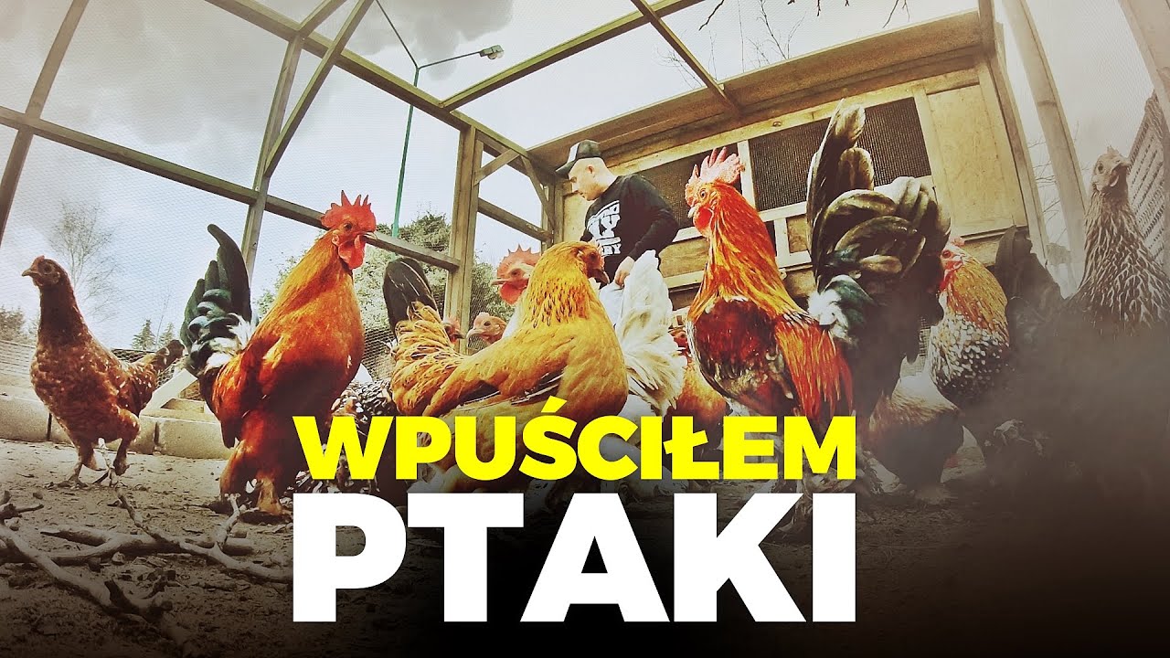 🥂 NARESZCIE 🥂 karzełki łapciate w nowej wolierze 🐓 moje MINI ZOO / odc. 162