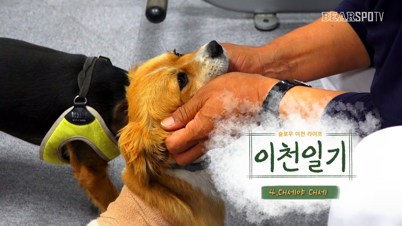 [이천일기] 5화, 도자기, 쌀, 복숭아, 반도체 그리고.... (07.15)