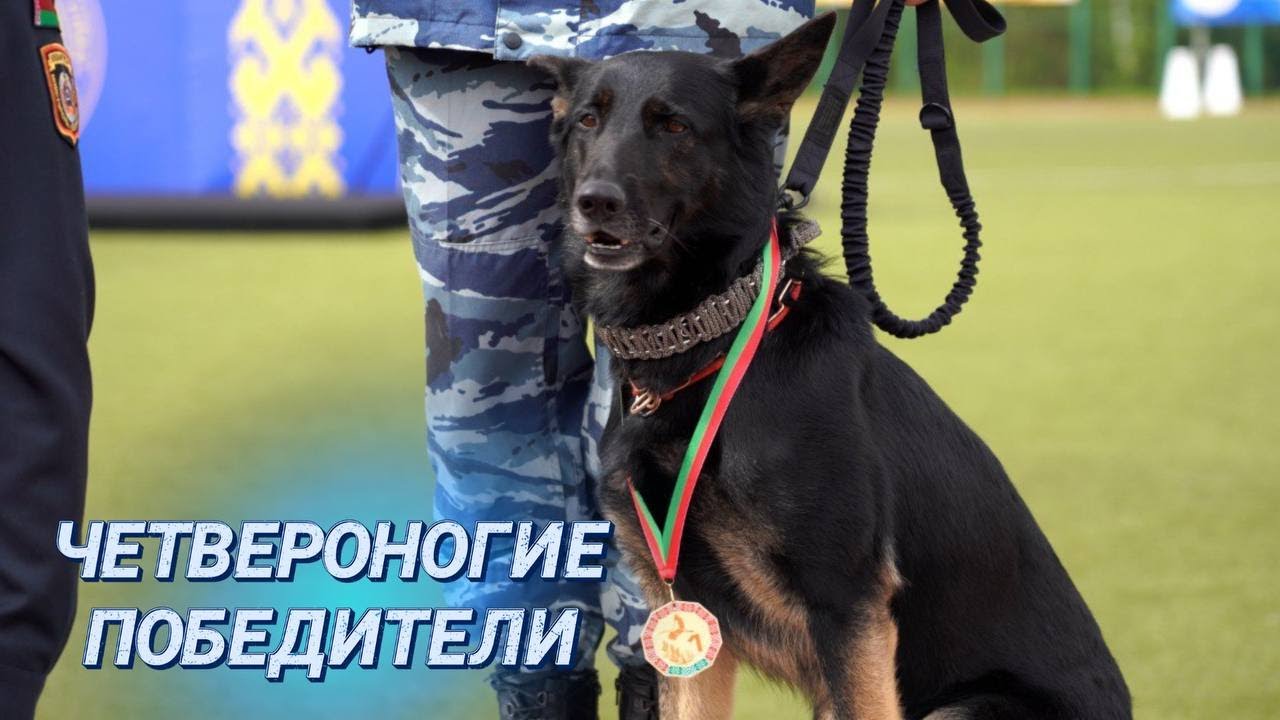 Взять след и задержать преступника || Медали для служебных собак и кинологов || Лучшие из лучших